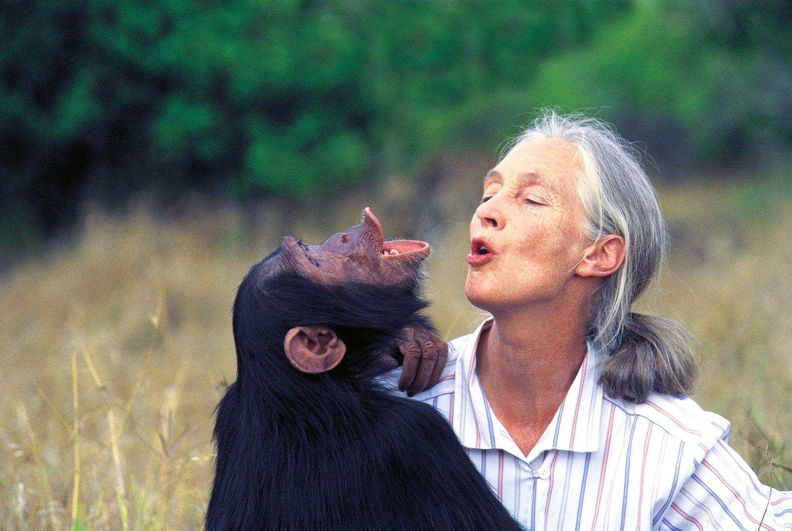 A macaca Jane