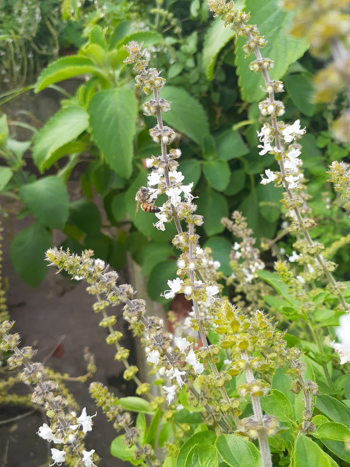 Mensageiros da Primavera