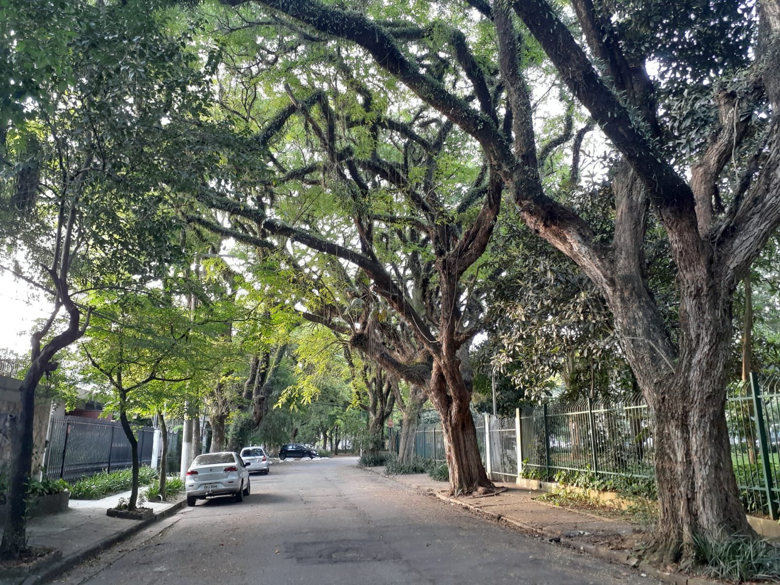 Em defesa das árvores de São Paulo