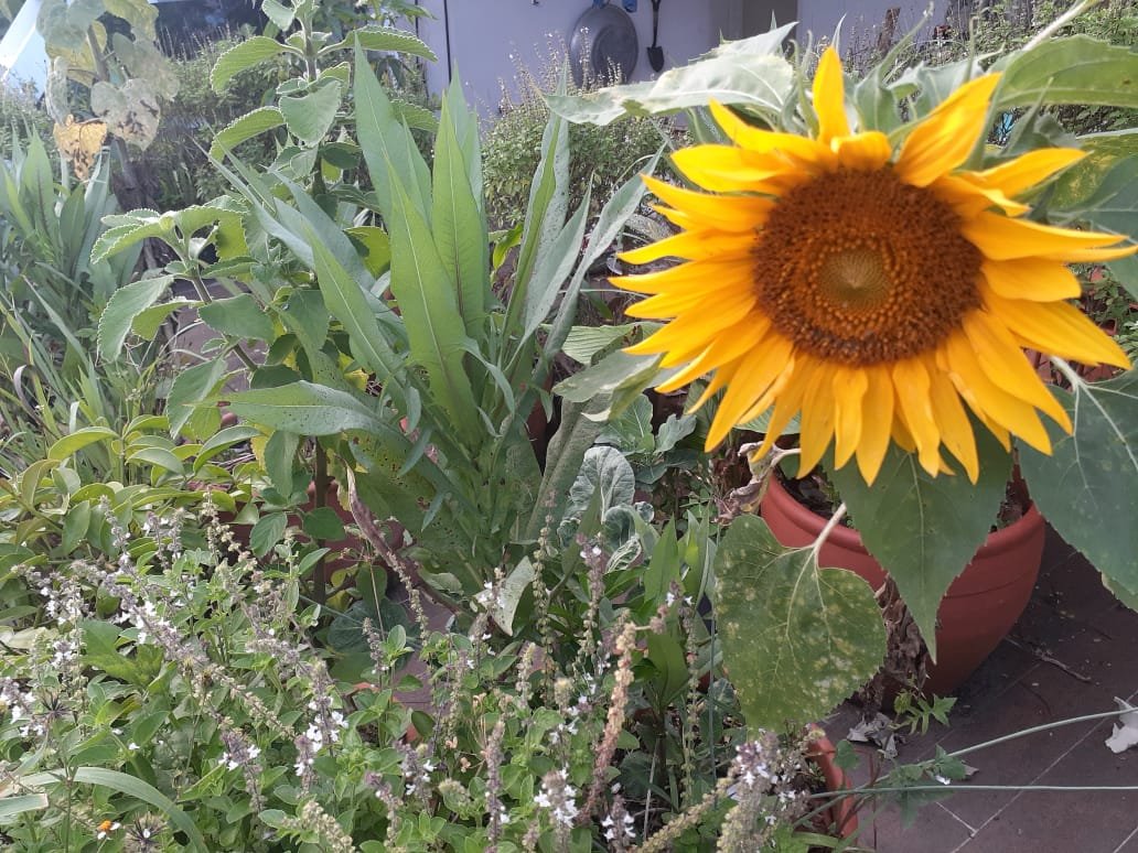 Como fazer uma horta em casa ou comunitária
