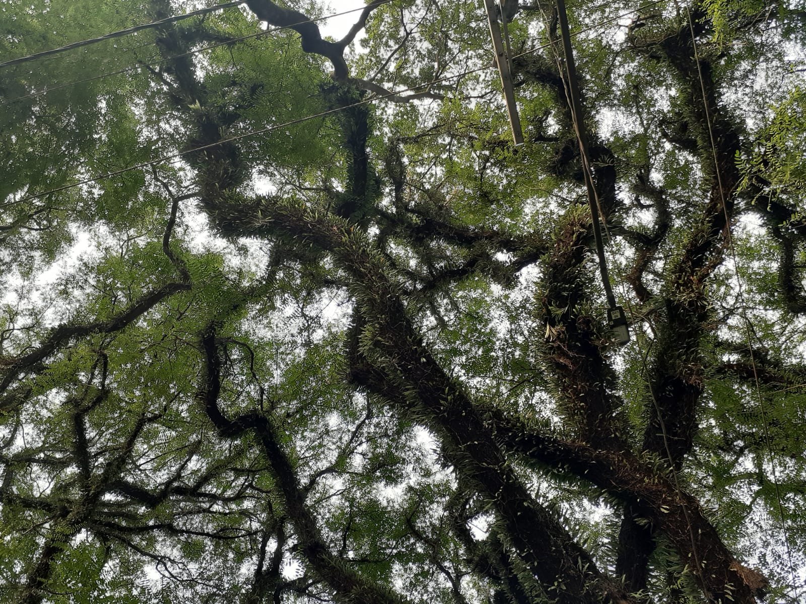 Governantes: plantar e cuidar das árvores urbanas deve ser prioridade