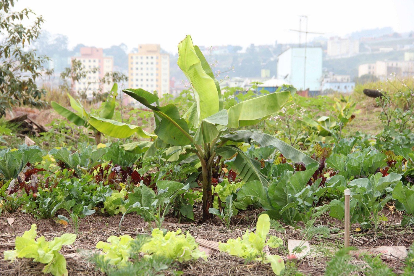 Como ajudar a agricultura urbana